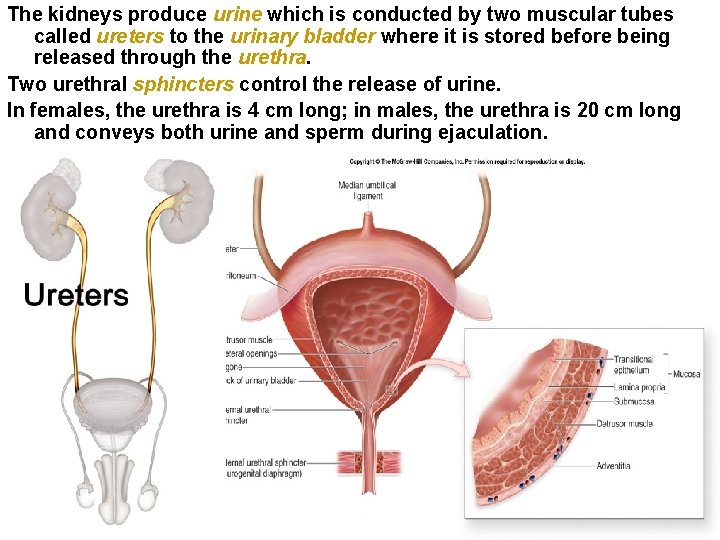 The kidneys produce urine which is conducted by two muscular tubes called ureters to The kidneys produce urine which is conducted by two muscular tubes called ureters to