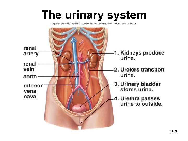 The urinary system 16 -5 The urinary system 16 -5