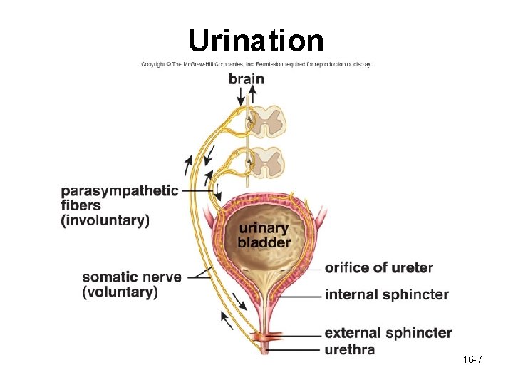 Urination 16 -7 Urination 16 -7