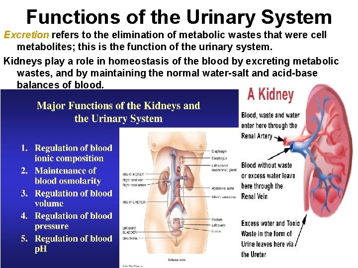 Functions of the Urinary System Excretion refers to the elimination of metabolic wastes that Functions of the Urinary System Excretion refers to the elimination of metabolic wastes that