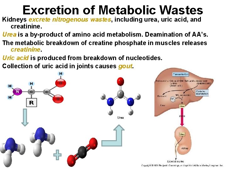 Excretion of Metabolic Wastes Kidneys excrete nitrogenous wastes, including urea, uric acid, and creatinine. Excretion of Metabolic Wastes Kidneys excrete nitrogenous wastes, including urea, uric acid, and creatinine.