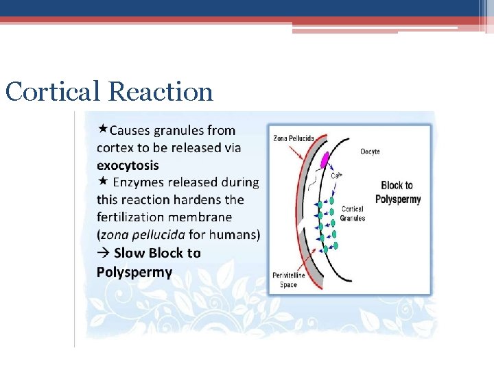 Cortical Reaction 