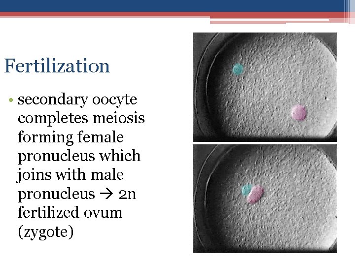 Fertilization • secondary oocyte completes meiosis forming female pronucleus which joins with male pronucleus