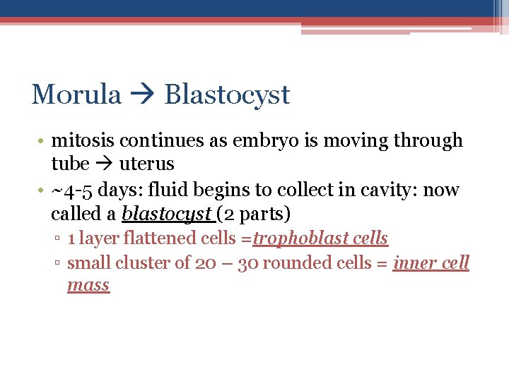 Morula Blastocyst • mitosis continues as embryo is moving through tube uterus • ~4