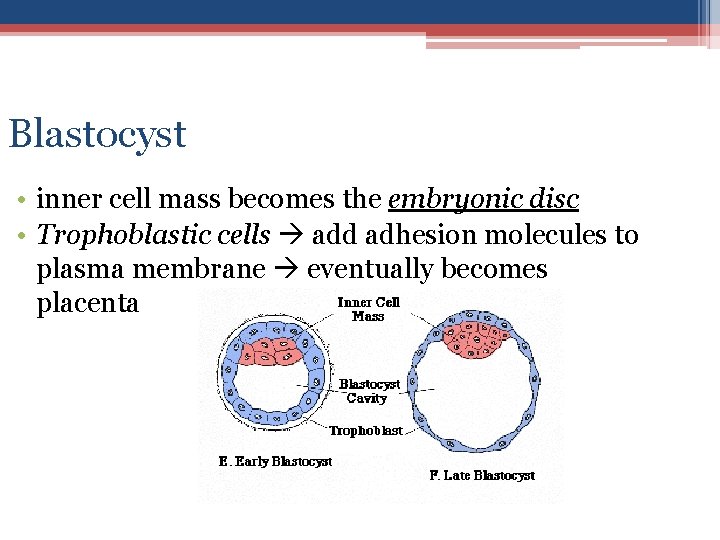 Blastocyst • inner cell mass becomes the embryonic disc • Trophoblastic cells add adhesion