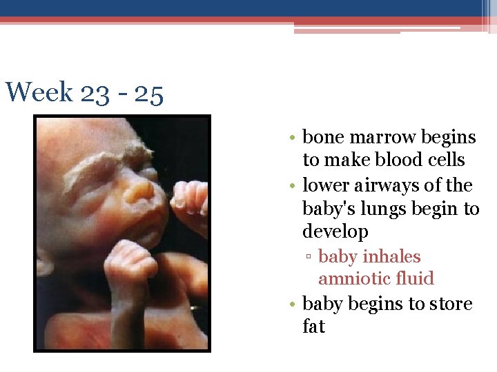 Week 23 - 25 • bone marrow begins to make blood cells • lower