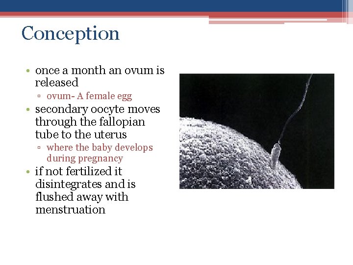 Conception • once a month an ovum is released ▫ ovum- A female egg