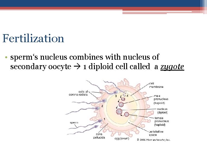Fertilization • sperm‘s nucleus combines with nucleus of secondary oocyte 1 diploid cell called