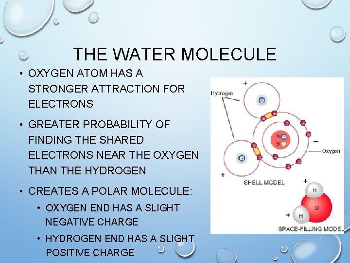 THE WATER MOLECULE • OXYGEN ATOM HAS A STRONGER ATTRACTION FOR ELECTRONS • GREATER