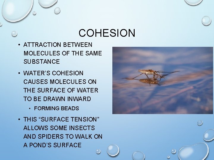 COHESION • ATTRACTION BETWEEN MOLECULES OF THE SAME SUBSTANCE • WATER’S COHESION CAUSES MOLECULES