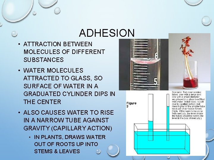 ADHESION • ATTRACTION BETWEEN MOLECULES OF DIFFERENT SUBSTANCES • WATER MOLECULES ATTRACTED TO GLASS,