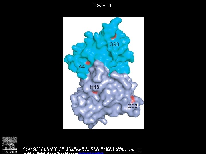 FIGURE 1 Journal of Biological Chemistry 2009 28434382 -34389 DOI: (10. 1074/jbc. M 109.