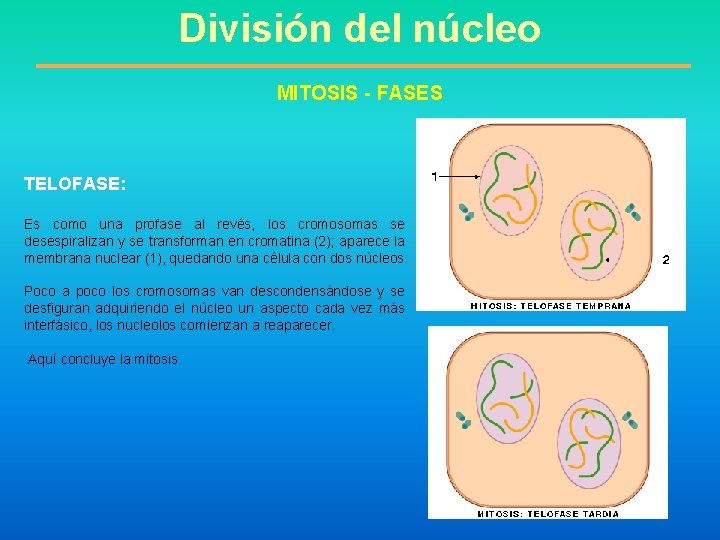 División del núcleo MITOSIS - FASES TELOFASE: Es como una profase al revés, los