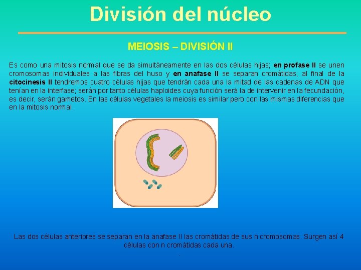 División del núcleo MEIOSIS – DIVISIÓN II Es como una mitosis normal que se