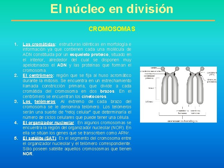 El núcleo en división CROMOSOMAS 1. 2. 3. 4. 5. Las cromátidas: estructuras idénticas