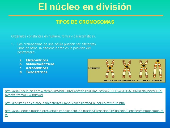 El núcleo en división TIPOS DE CROMOSOMAS Orgánulos constantes en número, forma y características.