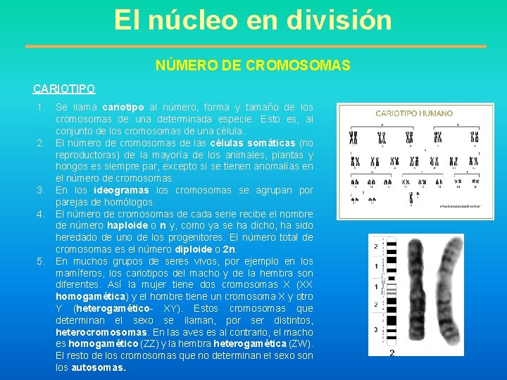 El núcleo en división NÚMERO DE CROMOSOMAS CARIOTIPO 1. 2. 3. 4. 5. Se