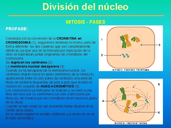 División del núcleo MITOSIS - FASES PROFASE: Comienza con la conversión de la CROMATINA