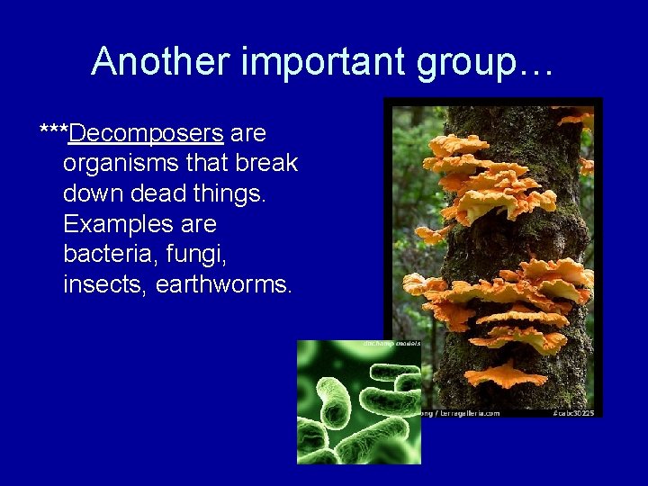 Another important group… ***Decomposers are organisms that break down dead things. Examples are bacteria,