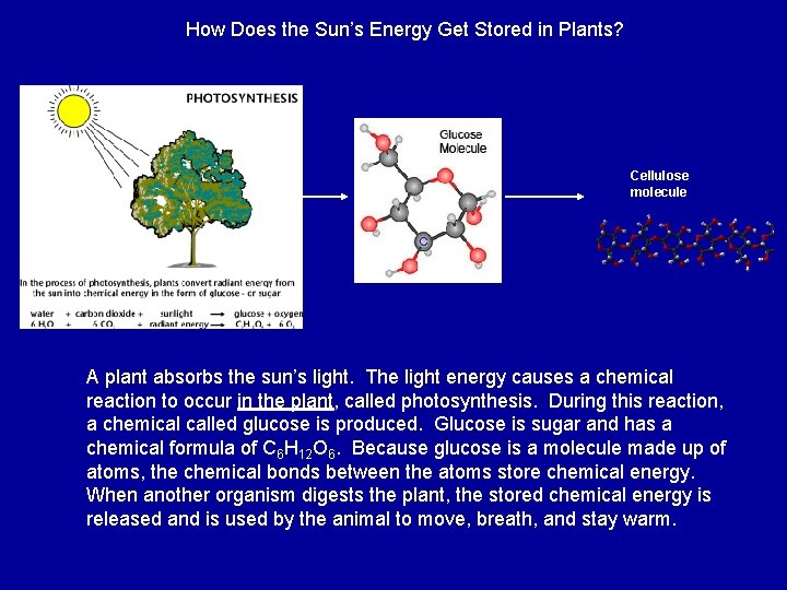 How Does the Sun’s Energy Get Stored in Plants? Cellulose molecule A plant absorbs