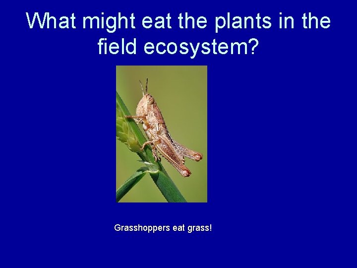 What might eat the plants in the field ecosystem? Grasshoppers eat grass! 
