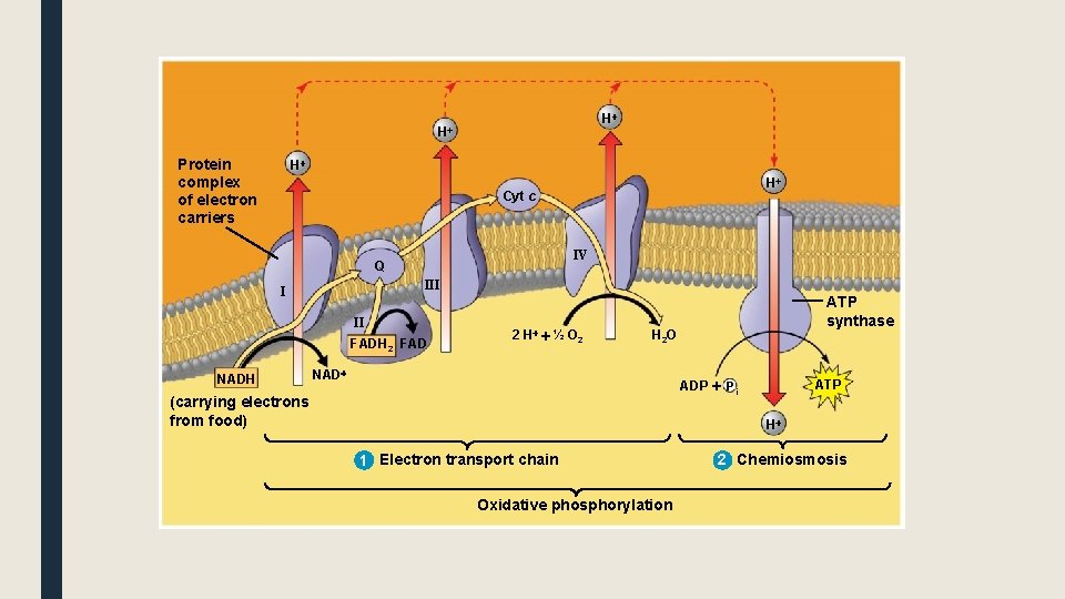 H H Protein complex of electron carriers H H Cyt c IV Q III
