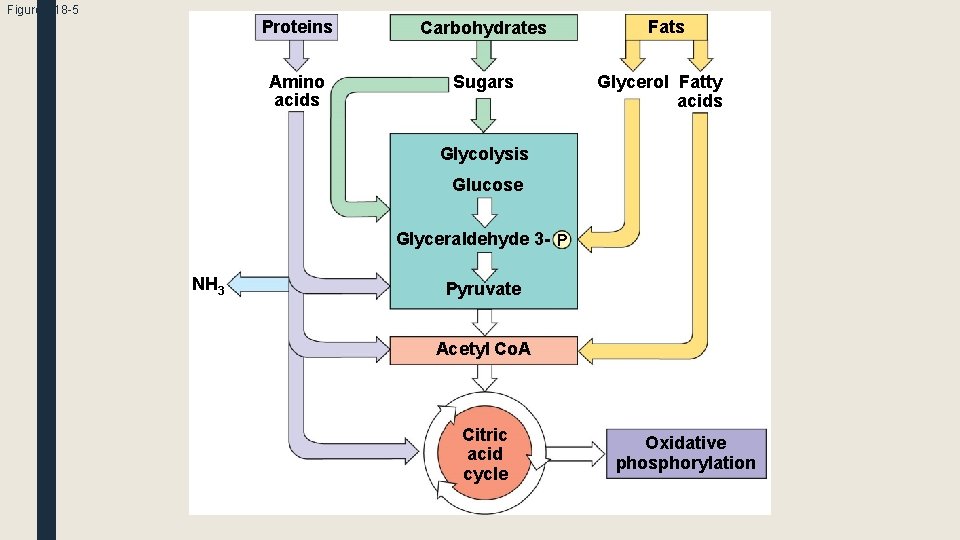 Figure 7. 18 -5 Proteins Carbohydrates Amino acids Sugars Fats Glycerol Fatty acids Glycolysis
