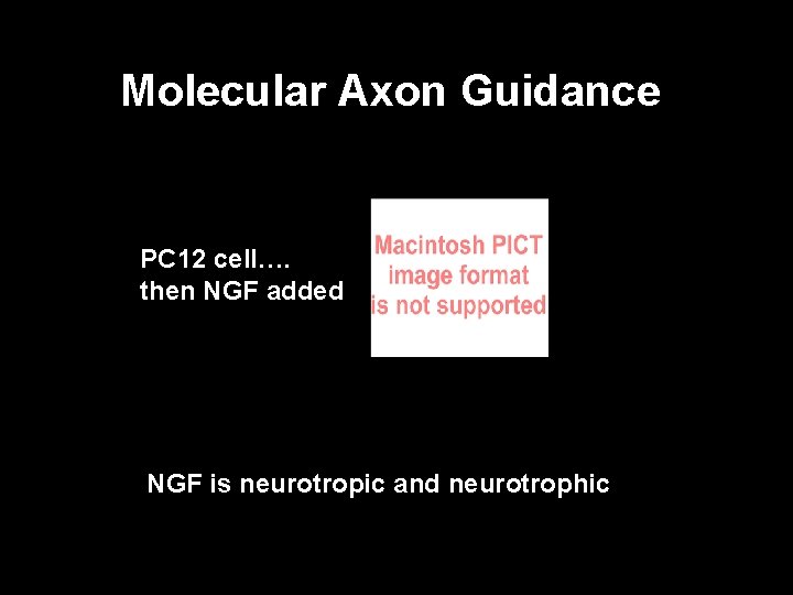 Molecular Axon Guidance PC 12 cell…. then NGF added NGF is neurotropic and neurotrophic