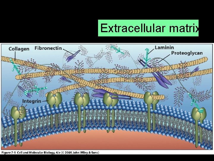 Extracellular matrix 