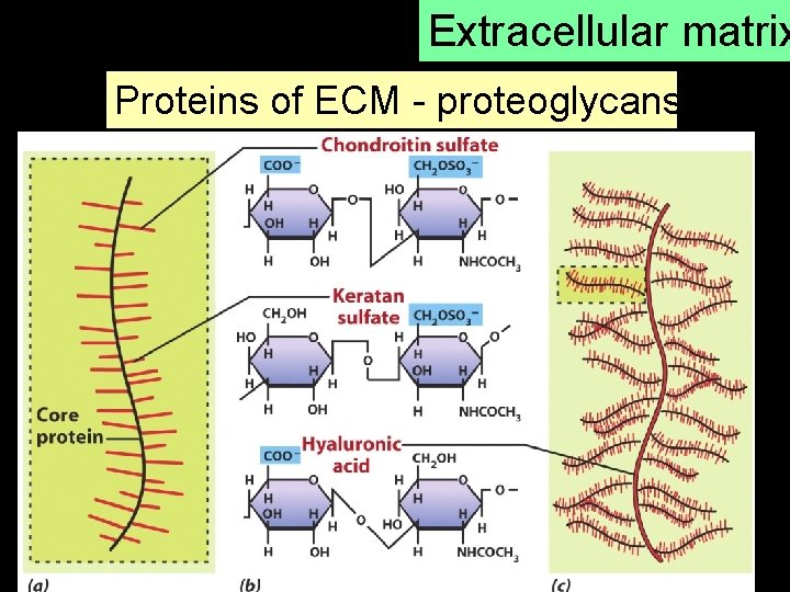 Extracellular matrix Proteins of ECM - proteoglycans 