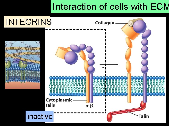 Interaction of cells with ECM INTEGRINS inactive 