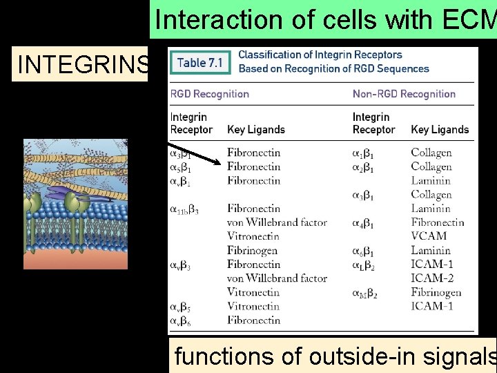 Interaction of cells with ECM INTEGRINS ligands have RGD motif differentiation motility growth survival