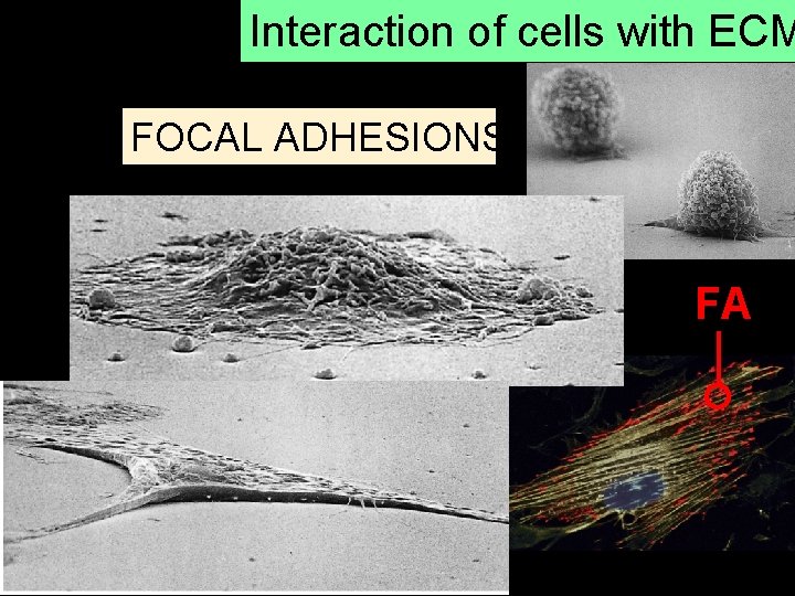 Interaction of cells with ECM FOCAL ADHESIONS FA 