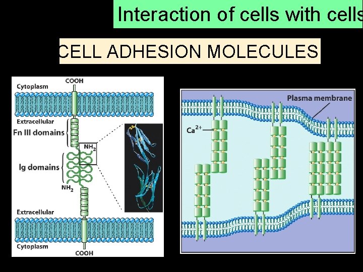 Interaction of cells with cells CELL ADHESION MOLECULES 