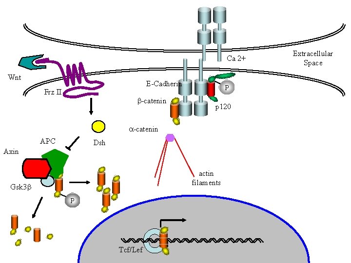 Ca 2+ Wnt E-Cadherin Frz II -catenin P p 120 -catenin APC Dsh Axin