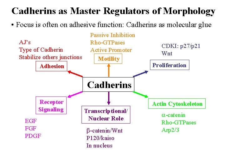 Cadherins as Master Regulators of Morphology • Focus is often on adhesive function: Cadherins
