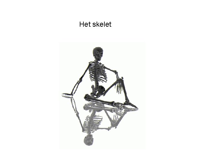 Het skelet 