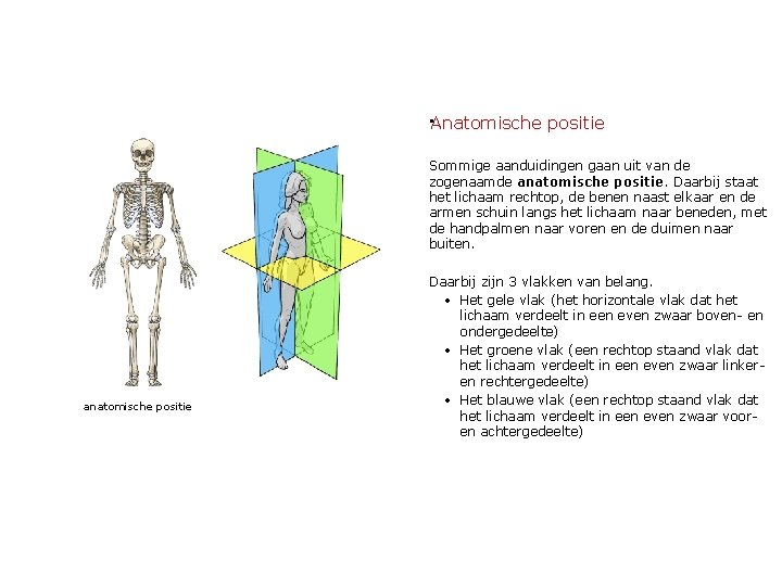  • Anatomische positie Sommige aanduidingen gaan uit van de zogenaamde anatomische positie. Daarbij