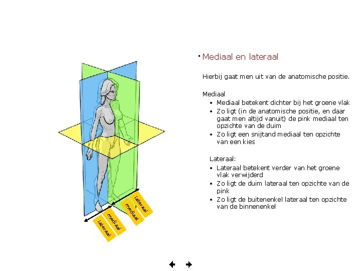  • Mediaal en lateraal Hierbij gaat men uit van de anatomische positie. Mediaal