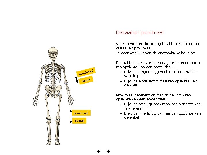  • Distaal en proximaal Voor armen en benen gebruikt men de termen distaal