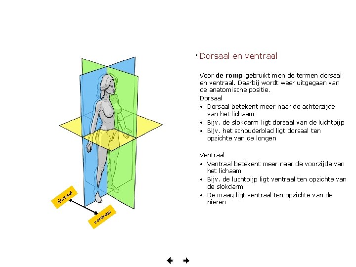  • Dorsaal en ventraal Voor de romp gebruikt men de termen dorsaal en