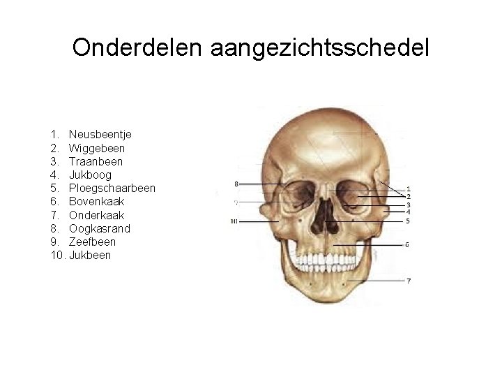 Onderdelen aangezichtsschedel 1. Neusbeentje 2. Wiggebeen 3. Traanbeen 4. Jukboog 5. Ploegschaarbeen 6. Bovenkaak