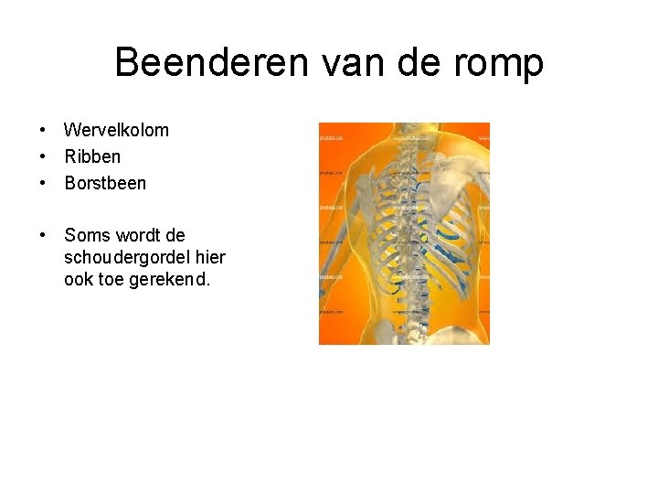 Beenderen van de romp • Wervelkolom • Ribben • Borstbeen • Soms wordt de