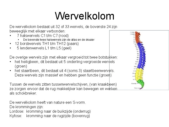 Wervelkolom De wervelkolom bestaat uit 32 of 33 wervels, de bovenste 24 zijn beweeglijk