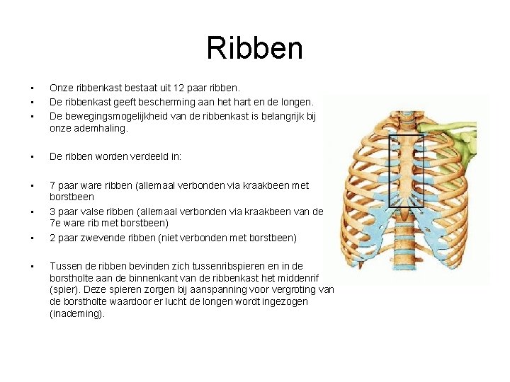 Ribben • • • Onze ribbenkast bestaat uit 12 paar ribben. De ribbenkast geeft