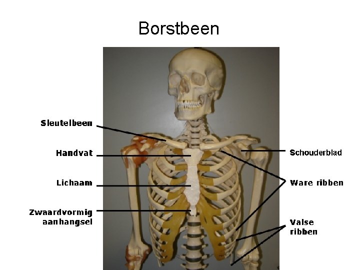 Borstbeen 