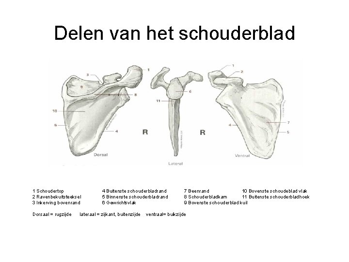 Delen van het schouderblad 1 Schoudertop 2 Ravenbekuitsteeksel 3 Inkerving bovenrand Dorsaal = rugzijde