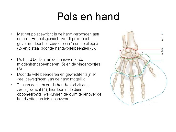 Pols en hand • Met het polsgewricht is de hand verbonden aan de arm.