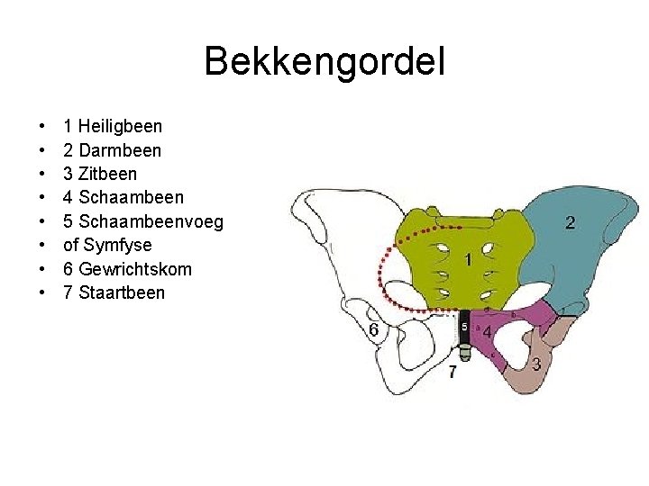 Bekkengordel • • 1 Heiligbeen 2 Darmbeen 3 Zitbeen 4 Schaambeen 5 Schaambeenvoeg of