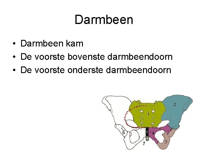 Darmbeen • Darmbeen kam • De voorste bovenste darmbeendoorn • De voorste onderste darmbeendoorn